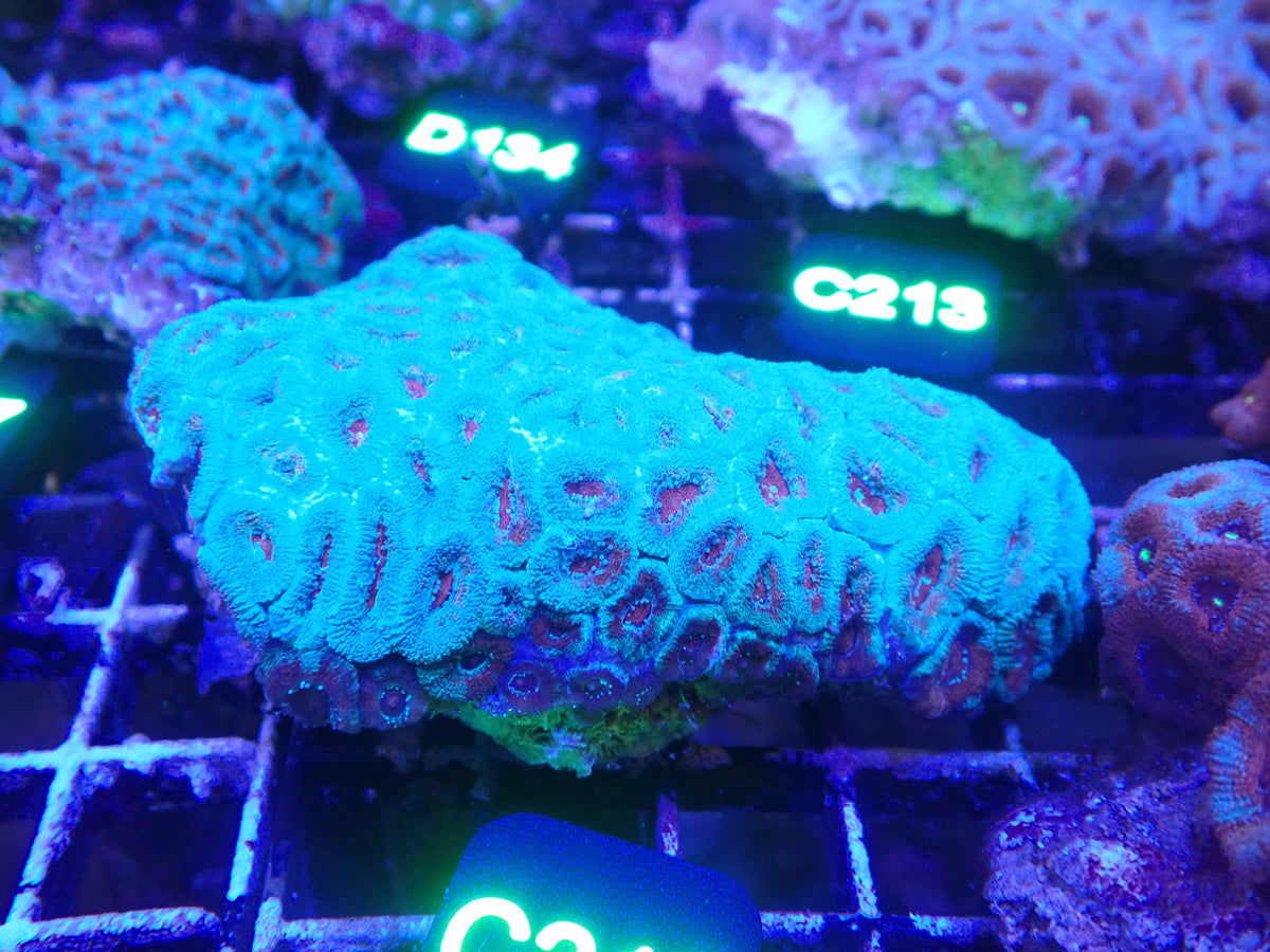 Micromusa Colony WYSIWG