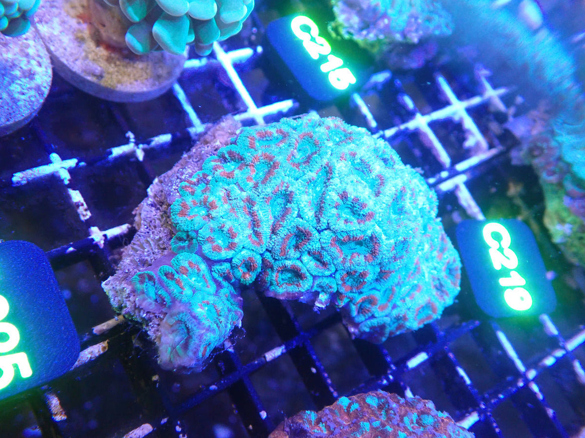 Micromusa Colony WYSIWG