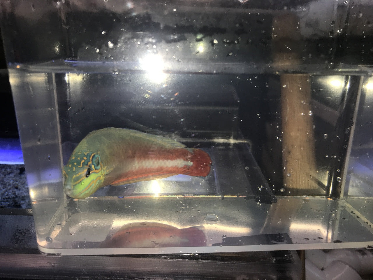 Supermale Earmuff Wrasse (Halichoeres Melasmapomus)
