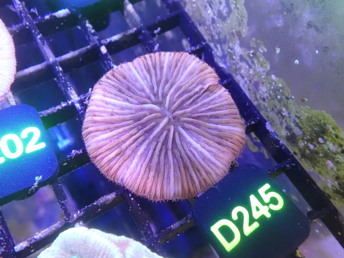 Plate (D245) WYSIWG