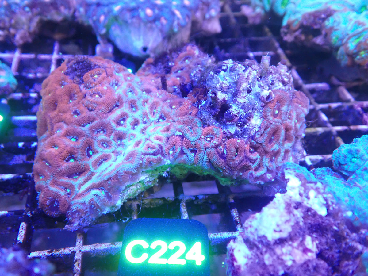 Pink Chalice (C224) WYSIWG