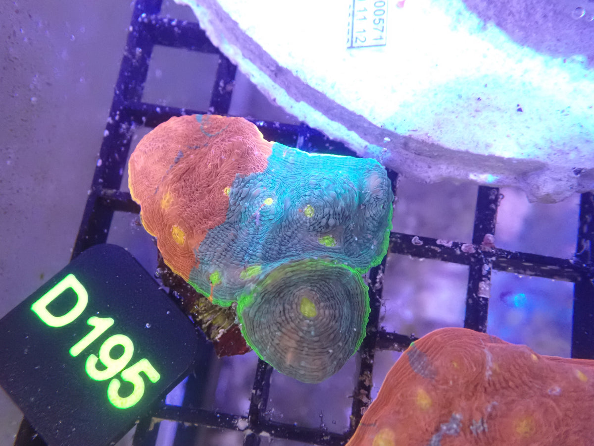 Jellybean Chalice Frag WYSIWG (D195)