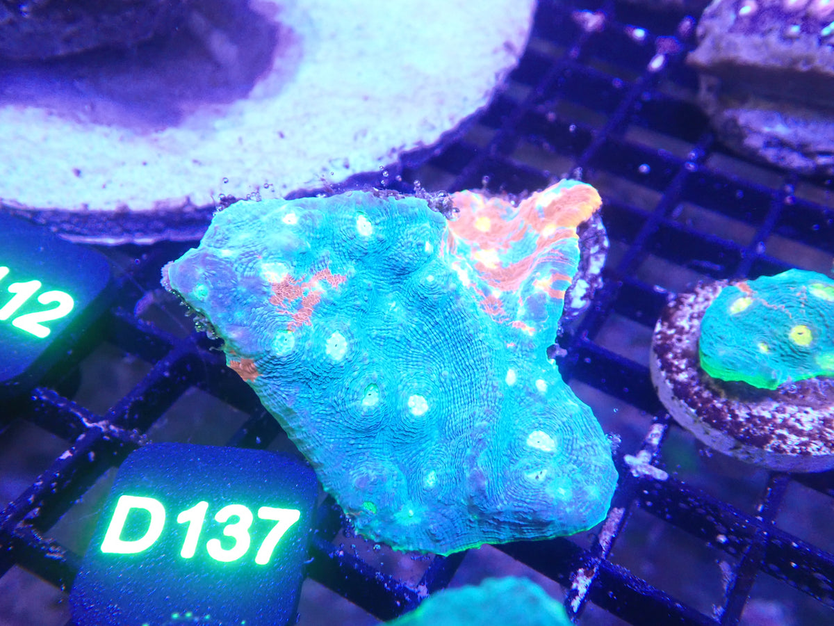 Jellybean Chalice Frag (D137)