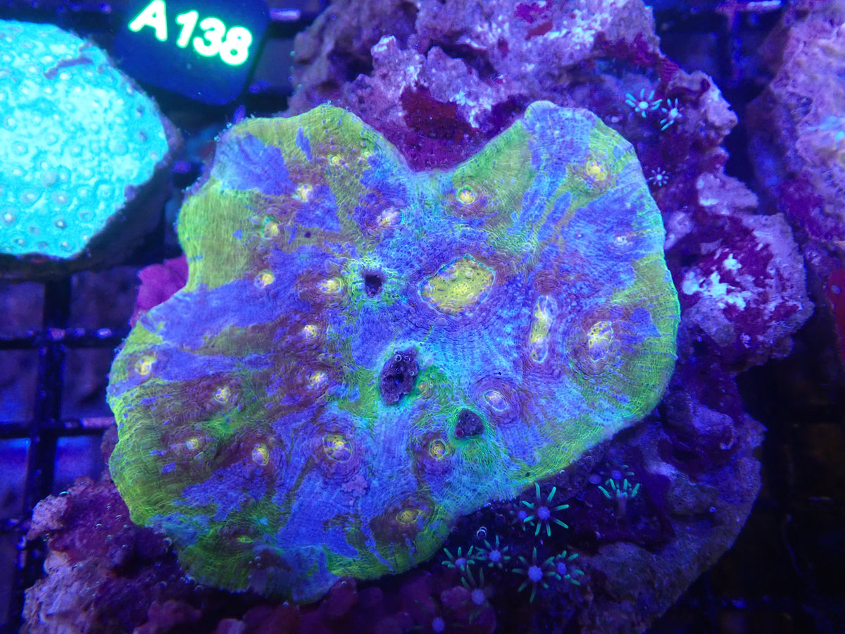 Rainbow Chalice WYSIWG (B232)
