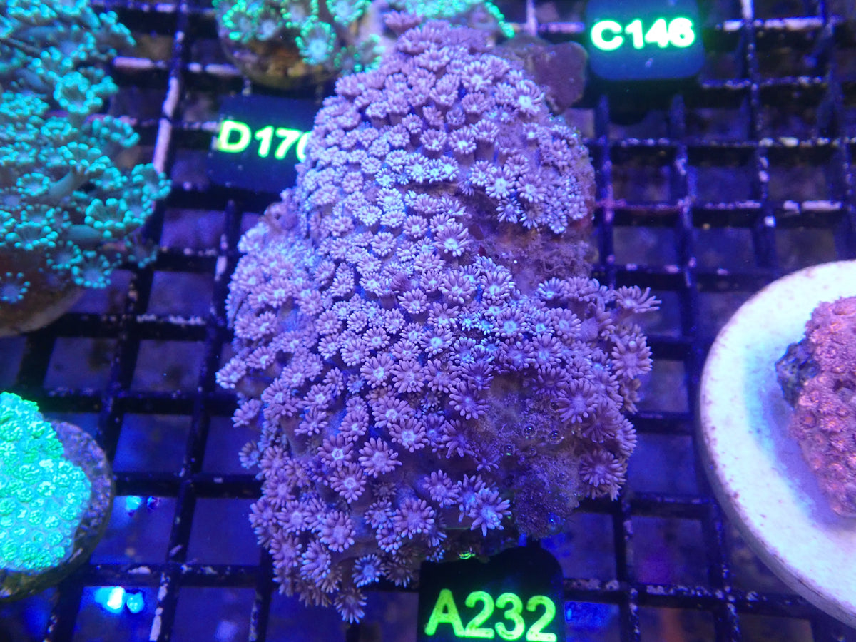 Purple Goni Colony WYSIWG (A232)