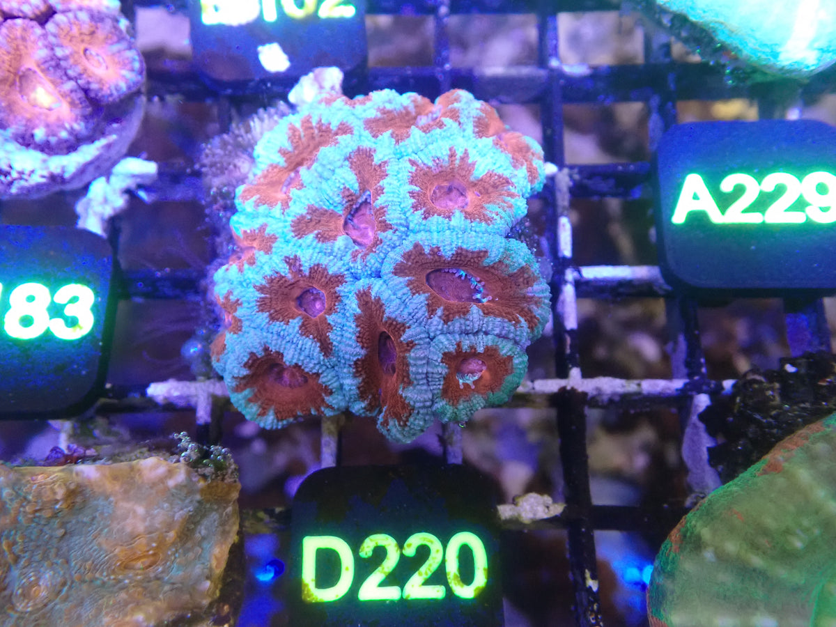 Micromusa Colony WYSIWG (D220)