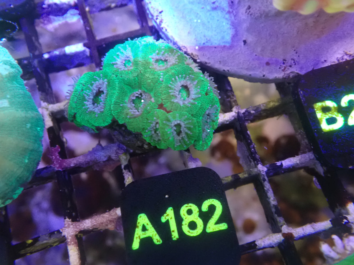 Micromusa Colony WYSIWG (A182)