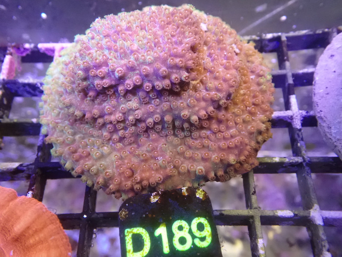 Cyphastrea WYSIWG (D189)