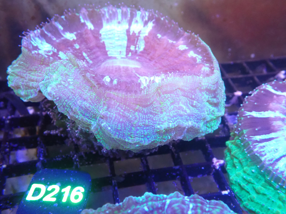 Acantho WYSIWG (D216)