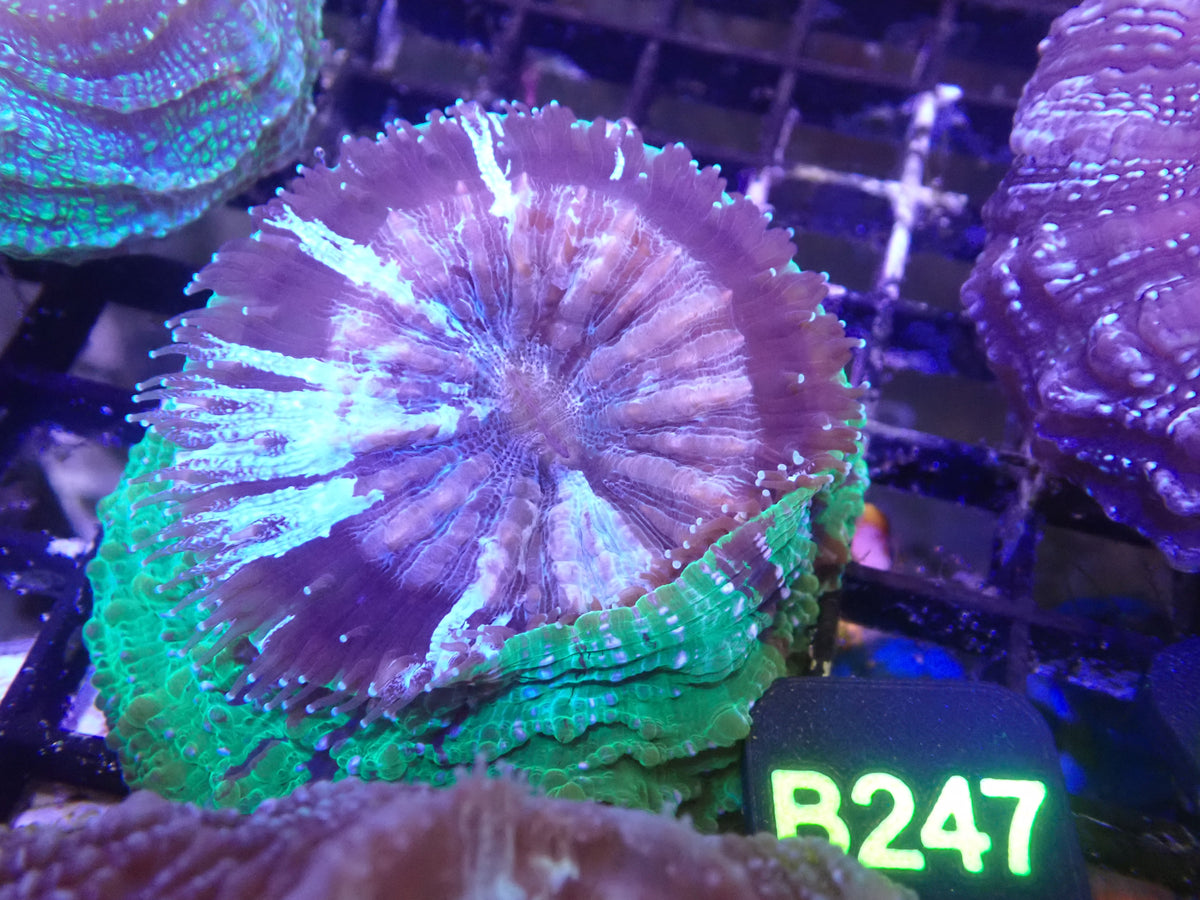 Acantho WYSIWG (B247)