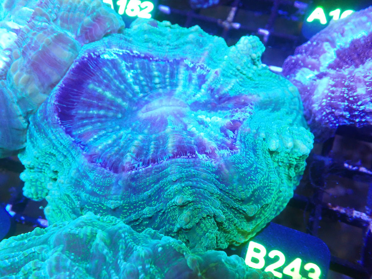 Acantho WYSIWG (B243)