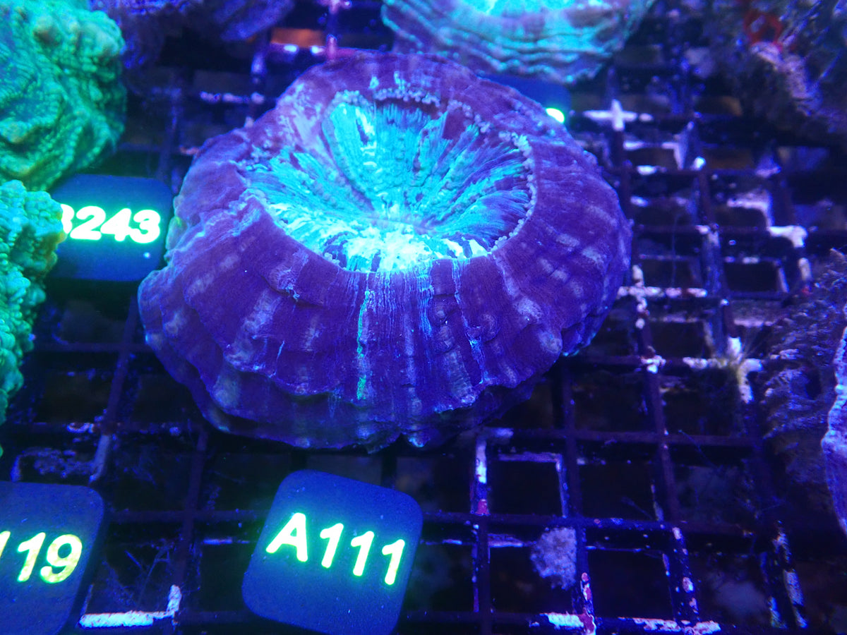 Acantho WYSIWG (A111)