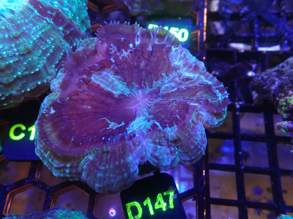 Acantho WYSIWG (D147)