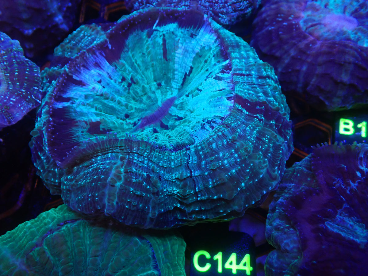 Acantho WYSIWG (C144)