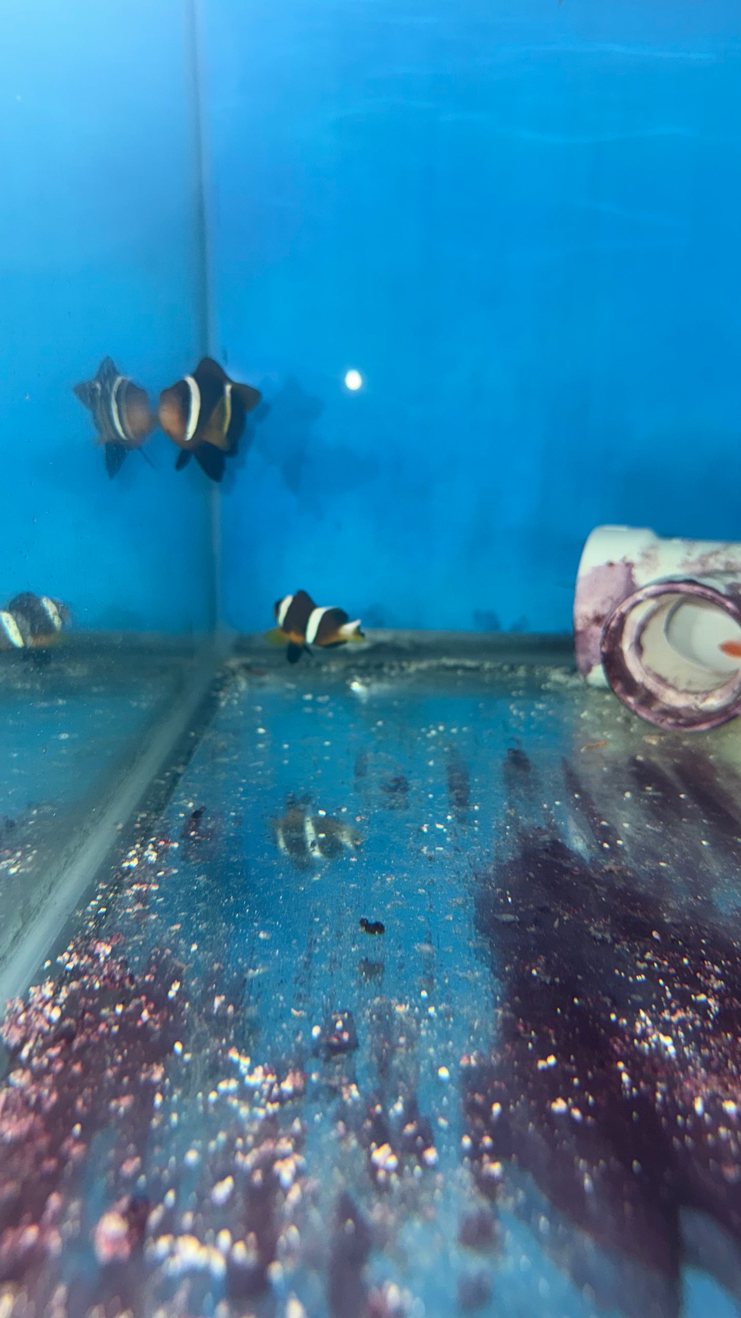 Oman Clownfish Pair | Amphiprion omanensis