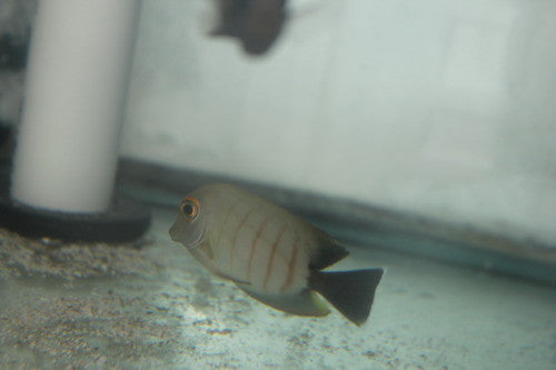 Eibli Mimic Tang