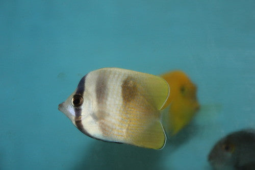 Klein's Butterflyfish