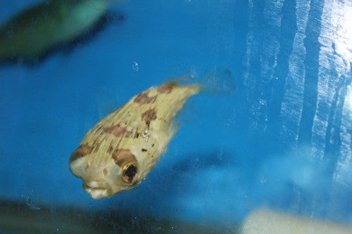 Porcupine Pufferfish 3-4"