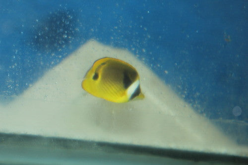 Raccoon Butterflyfish (2")