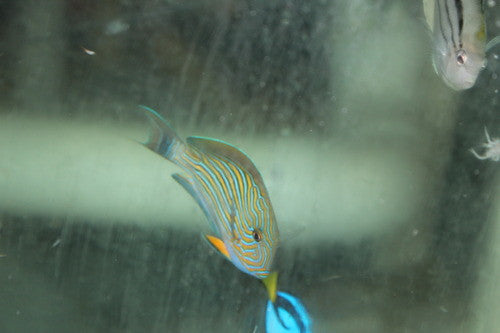 Clown Tang 3-4"