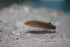 Rainford Goby
