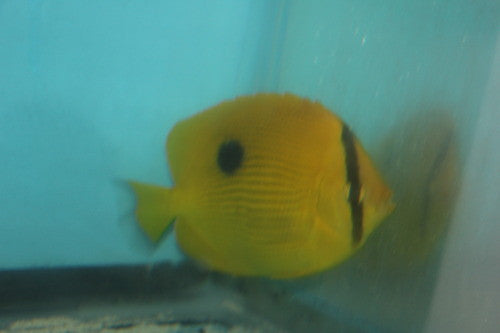 Zanzibar Butterflyfish | Chaetodon zanzibariensis (4-5")