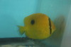 Zanzibar Butterflyfish | Chaetodon zanzibariensis (4-5")