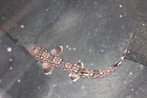 Australian Marbled Catshark (7-8")
