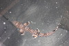 Australian Marbled Catshark (7-8")