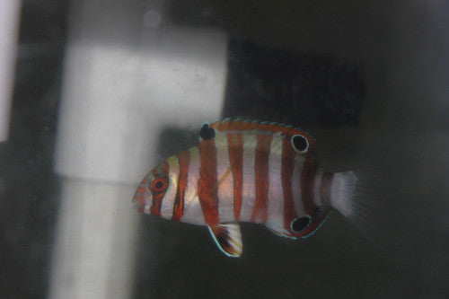 Harlequin Tusk-Phillipines (2-3”juv)