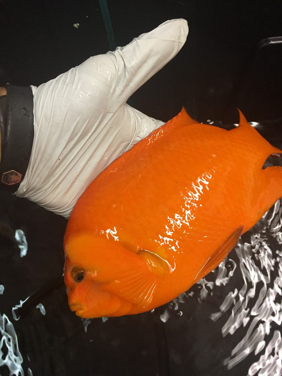 Garibaldi (10")