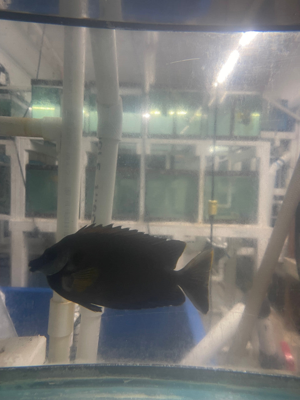 Black Tongan Foxface (Siganus niger)-4-6"