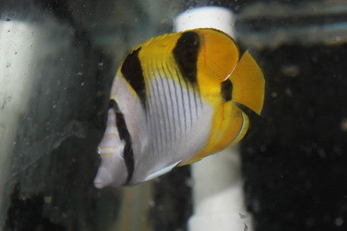 Falcula Butterflyfish | Chaetodon Falcula 6"
