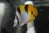 Falcula Butterflyfish | Chaetodon Falcula 6"