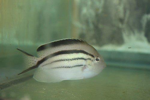Pair of Lamarck Angelfish (4-5" female, male 6')