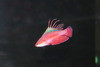 Linespot Flasher Wrasse (Paracheilinus lineopunctatus)