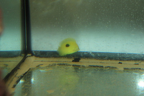 Narcosis Angelfish (Centropyge narcosis)