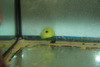 Narcosis Angelfish (Centropyge narcosis)