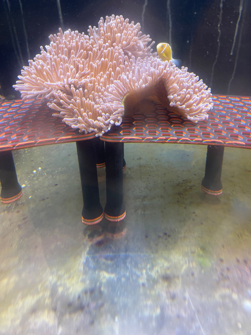 Pink Skunk Clownfish-Mated TRIO