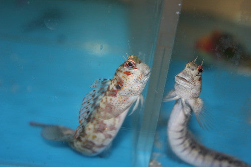Red Spotted Blenny