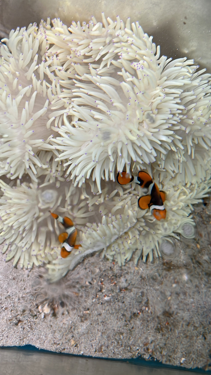 True Percula Clownfish-super black pair #1 w host Malu Anemone