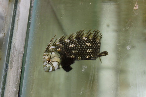 Dragon Wrasse (3-5")