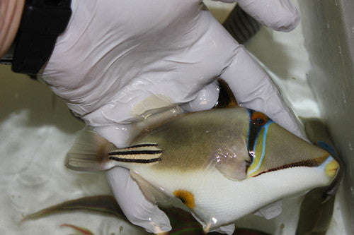 Assasi Trigger (Red Sea) 6-7"