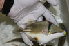 Assasi Trigger (Red Sea) 6-7"