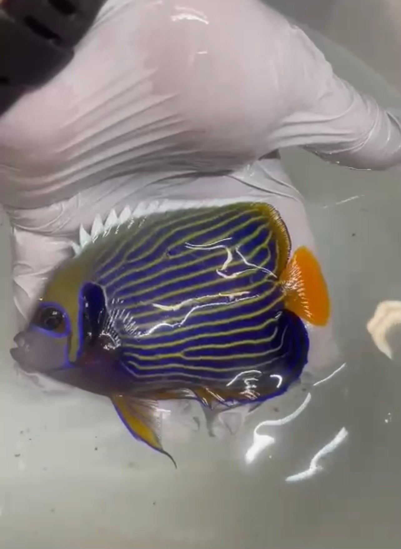 Imperator Angel-4-5" (Maldives Orange Tail)