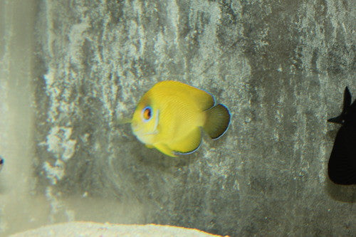 Lemonpeel Halfblack Hybrid Angelfish