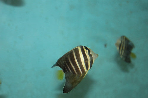 Pacific Sailfin Tang (2-3")