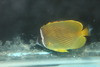 Japanese Golden Butterfly