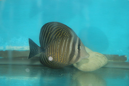Desjardini Sailfin Tang (2”)