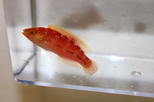 Pin Tail Fairy Wrasse (Cirrhilabrus isosceles)